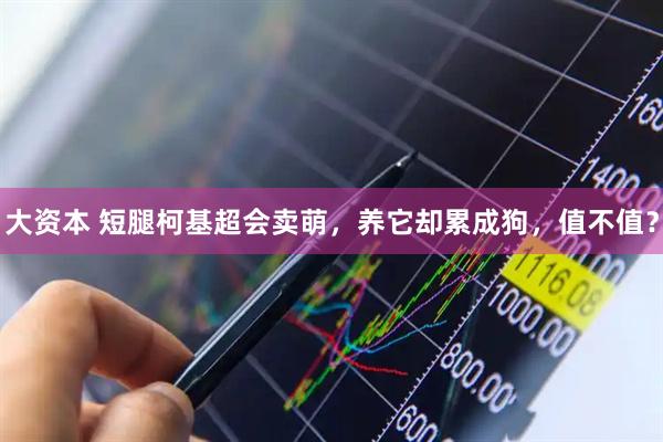 大资本 短腿柯基超会卖萌，养它却累成狗，值不值？